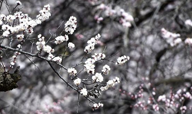 塞外杏花開(kāi)